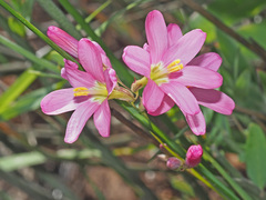 Ixia latifolia
