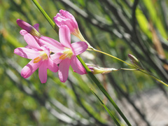Ixia latifolia