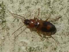 Badister lacertosus