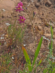 Ixia latifolia