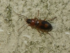 Badister lacertosus