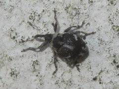 Hadroplontus litura