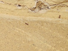 Pheidole