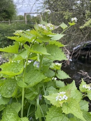 Alliaria petiolata