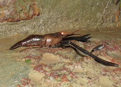 Macrobrachium sollaudii
