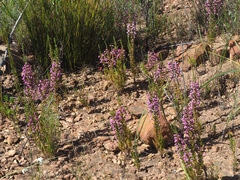 Erica bicolor