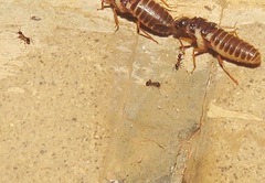 Pheidole