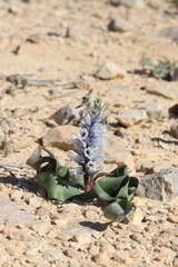 Bellevalia desertorum