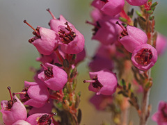 Erica bicolor