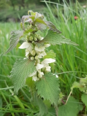 Lamium album