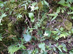 Lycianthes lysimachioides