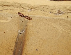 Pheidole