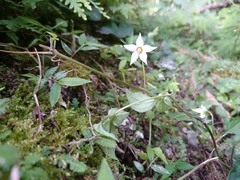 Lycianthes lysimachioides