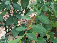 Acalypha siamensis