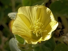 Abutilon leucopetalum