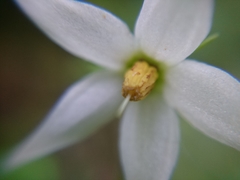 Lycianthes lysimachioides