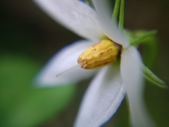 Lycianthes lysimachioides