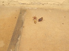 Pheidole