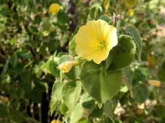 Abutilon leucopetalum