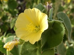 Abutilon leucopetalum