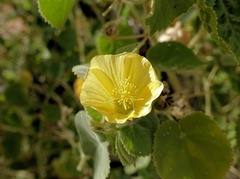 Abutilon leucopetalum