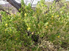 Abutilon leucopetalum