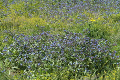 Anchusa pusilla