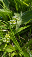 Valerianella turgida