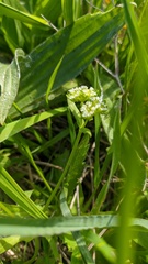 Valerianella turgida