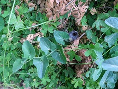 Aristolochia cretica