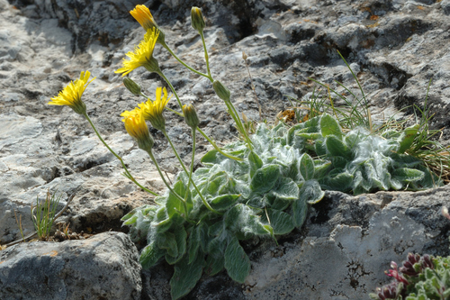 Representative image of Hieracium bourgaei