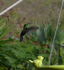 Eulampis holosericeus