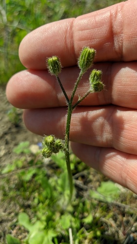 Sacred Hawksbeard