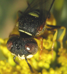 Philanthus triangulum diadema