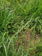 Lolium rigidum
