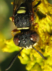 Philanthus triangulum diadema