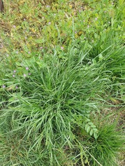 Lolium rigidum