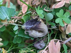 Aristolochia cretica