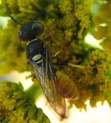 Philanthus triangulum diadema