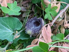 Aristolochia cretica
