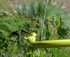 Eulampis holosericeus