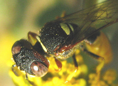 Philanthus triangulum diadema
