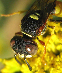 Philanthus triangulum diadema