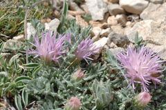 Jurinea humilis