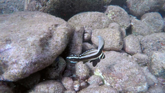 Eques punctatus