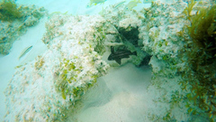 Pareques acuminatus