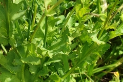 Papaver somniferum