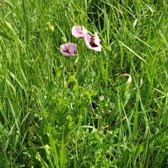 Papaver somniferum