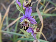 Ophrys heldreichii