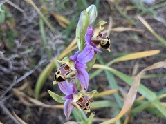 Ophrys heldreichii
